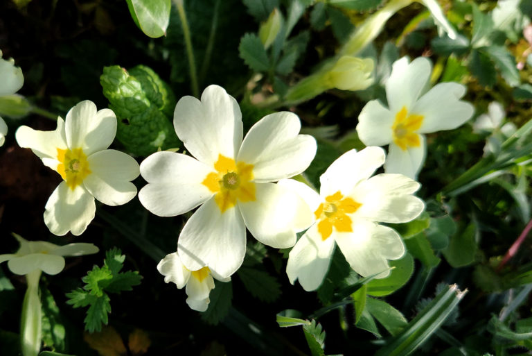 Le Foie et le printemps